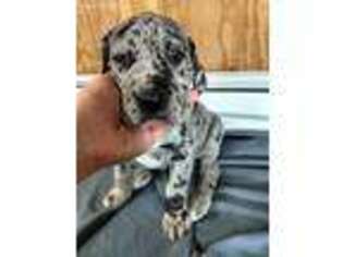 Great Dane Puppy for sale in Marshallville, OH, USA