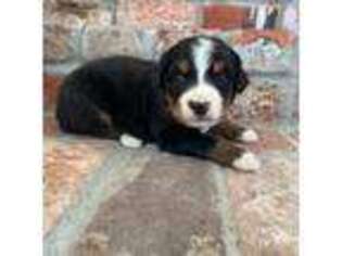 Bernese Mountain Dog Puppy for sale in Newman, CA, USA