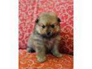 Pomeranian Puppy for sale in Avondale, AZ, USA