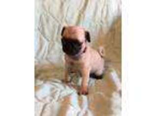 Pug Puppy for sale in Worthington, WV, USA