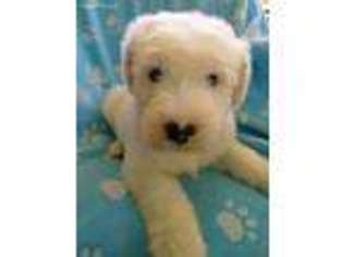 Old English Sheepdog Puppy for sale in Athens, PA, USA