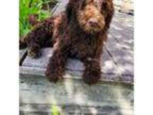 Portuguese Water Dog Puppy for sale in Eaton, OH, USA