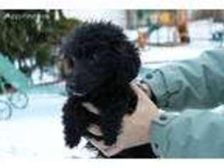 Mutt Puppy for sale in Roseland, NJ, USA