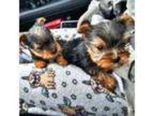 Yorkshire Terrier Puppy for sale in Neenah, WI, USA
