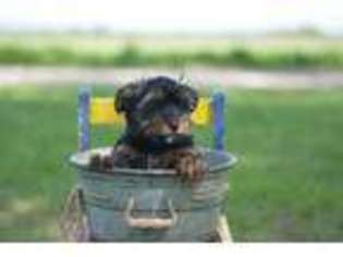 Yorkshire Terrier Puppy for sale in Clinton, MO, USA