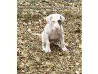 Great Dane Puppy for sale in Stewart, MN, USA