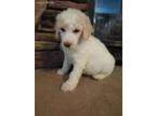 Mutt Puppy for sale in Kentwood, LA, USA