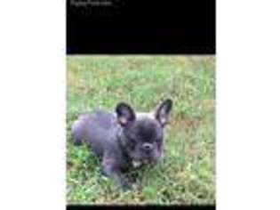 French Bulldog Puppy for sale in Arkoma, OK, USA