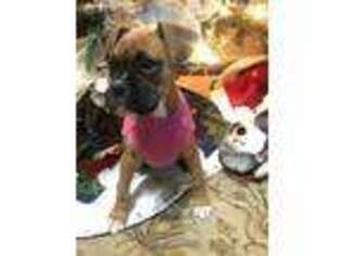 Boxer Puppy for sale in Round Rock, TX, USA