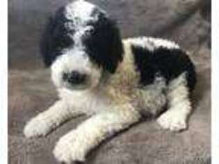 Mutt Puppy for sale in Marion, IN, USA