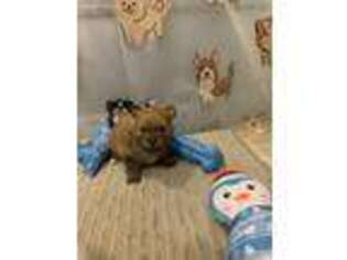 Pomeranian Puppy for sale in Ripley, WV, USA