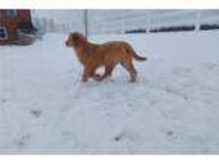 Golden Retriever Puppy for sale in Fort Wayne, IN, USA