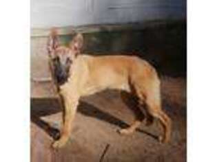 Belgian Malinois Puppy for sale in Florence, OR, USA