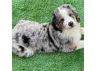 Bernese Mountain Dog Puppy for sale in Kansas City, MO, USA