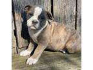 Olde English Bulldogge Puppy for sale in Walnut, MS, USA
