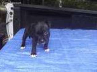 Staffordshire Bull Terrier Puppy for sale in Dublin, GA, USA