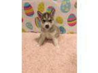 Siberian Husky Puppy for sale in Hampshire, IL, USA
