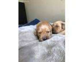 Golden Retriever Puppy for sale in Garner, NC, USA