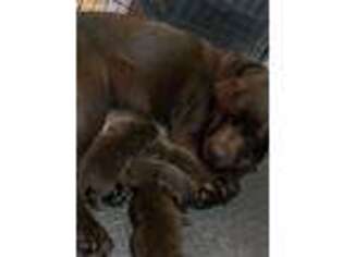 Labrador Retriever Puppy for sale in Christiansburg, VA, USA
