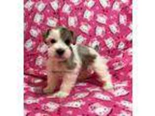 Mutt Puppy for sale in Jamestown, NC, USA