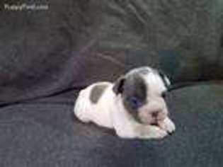 French Bulldog Puppy for sale in Forest, OH, USA