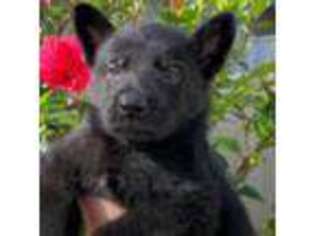 German Shepherd Dog Puppy for sale in Camarillo, CA, USA