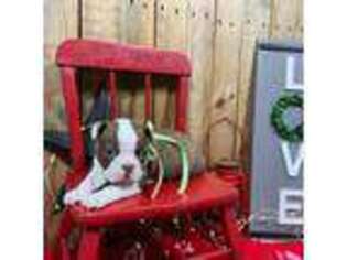 Boston Terrier Puppy for sale in Arcola, IL, USA