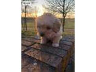 Labradoodle Puppy for sale in Crane, MO, USA