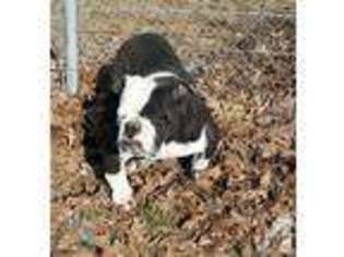 Bulldog Puppy for sale in COALGATE, OK, USA