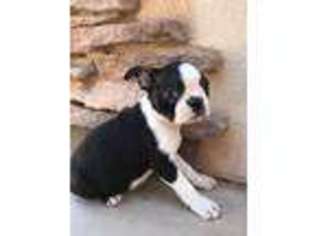 Boston Terrier Puppy for sale in Mesa, AZ, USA