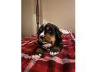 Bernese Mountain Dog Puppy for sale in Acton, CA, USA