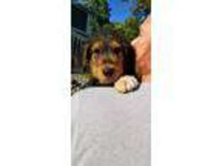 Airedale Terrier Puppy for sale in Oxford, MI, USA