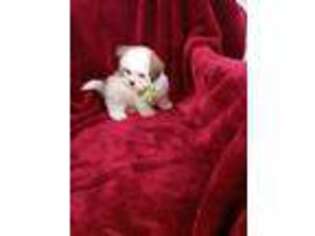 Maltese Puppy for sale in Fort Lauderdale, FL, USA