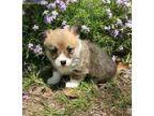 Pembroke Welsh Corgi Puppy for sale in Cape Fair, MO, USA