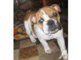 Bulldog Puppy for sale in ISLAND LAKE, IL, USA