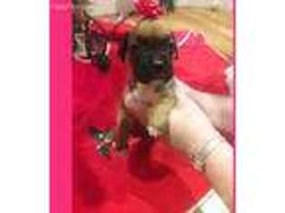 Boxer Puppy for sale in Dundalk, MD, USA