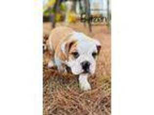 Bulldog Puppy for sale in De Queen, AR, USA