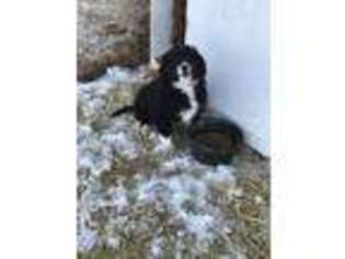 Border Collie Puppy for sale in Clifton, ID, USA