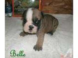 Bulldog Puppy for sale in LONDON, KY, USA