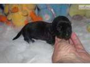 Dachshund Puppy for sale in Fort Worth, TX, USA