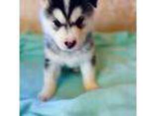 Siberian Husky Puppy for sale in Springfield, MA, USA