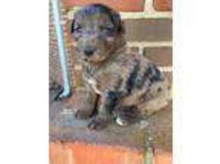 Mutt Puppy for sale in Upton, KY, USA