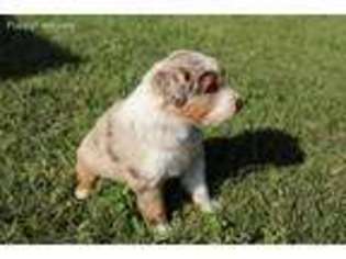 Australian Shepherd Puppy for sale in Gonzales, TX, USA