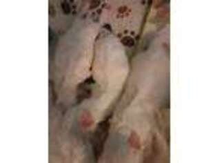 Maltese Puppy for sale in Wetumpka, AL, USA