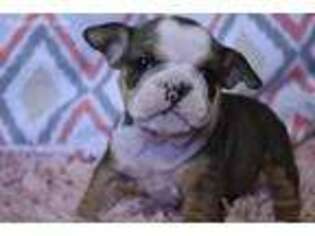 Bulldog Puppy for sale in Browning, MO, USA