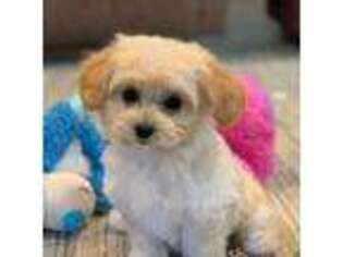 Mutt Puppy for sale in Winton, CA, USA