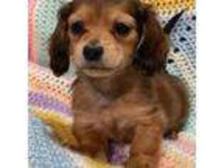 Dachshund Puppy for sale in Buffalo, NY, USA