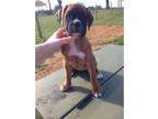 Boxer Puppy for sale in Chambersburg, PA, USA