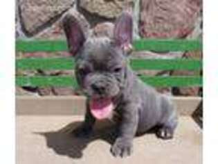 French Bulldog Puppy for sale in Reed City, MI, USA