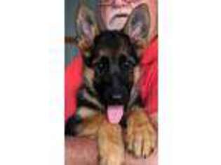 German Shepherd Dog Puppy for sale in London, KY, USA